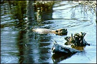 Ministère des Ressources naturelles