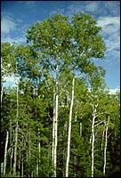 Ministère des Ressources naturelles du Québec