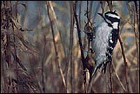 Sépaq, Photographe Pierre Bernier