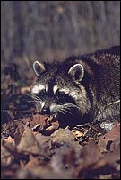 Sépaq, Photographe Pierre Bernier